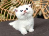 Kar Topu Silver Scottish Fold