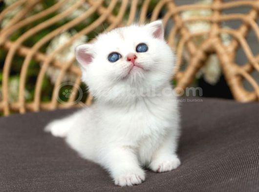 Kar Topu Silver Scottish Fold görsel