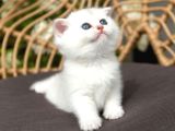Kar Topu Silver Scottish Fold