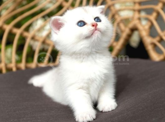 Kar Topu Silver Scottish Fold görsel