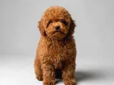 Toy Poodle Sevi̇mli̇ Yavrular Ev Üreti̇mi̇