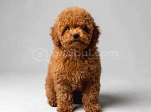 Toy Poodle Sevi̇mli̇ Yavrular Ev Üreti̇mi̇ görsel