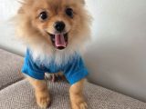 Pomeranian Erkek Izmir