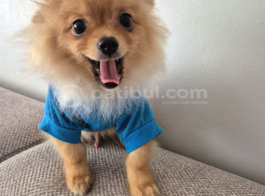 Pomeranian Erkek Izmir görsel