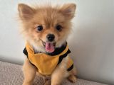 Pomeranian Erkek Izmir