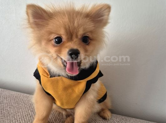 Pomeranian Erkek Izmir görsel