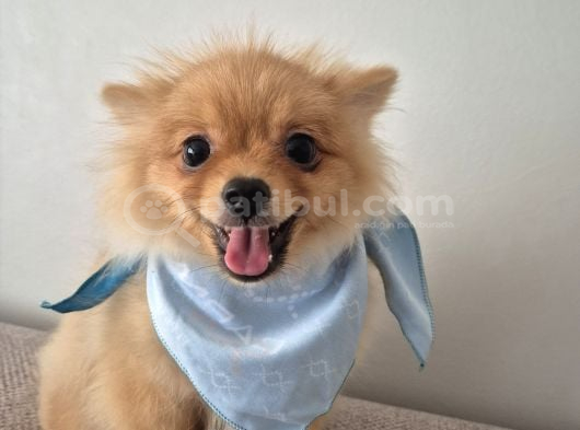 Pomeranian Erkek Izmir görsel