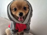 Pomeranian Erkek Izmir