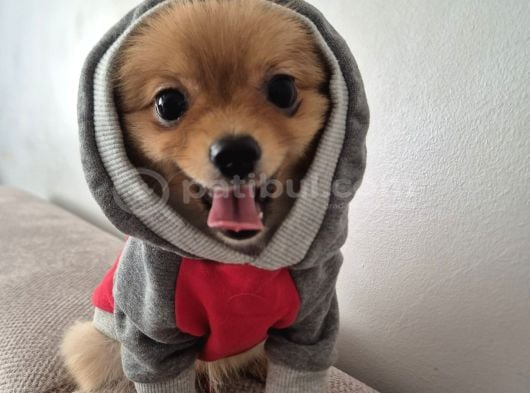 Pomeranian Erkek Izmir görsel