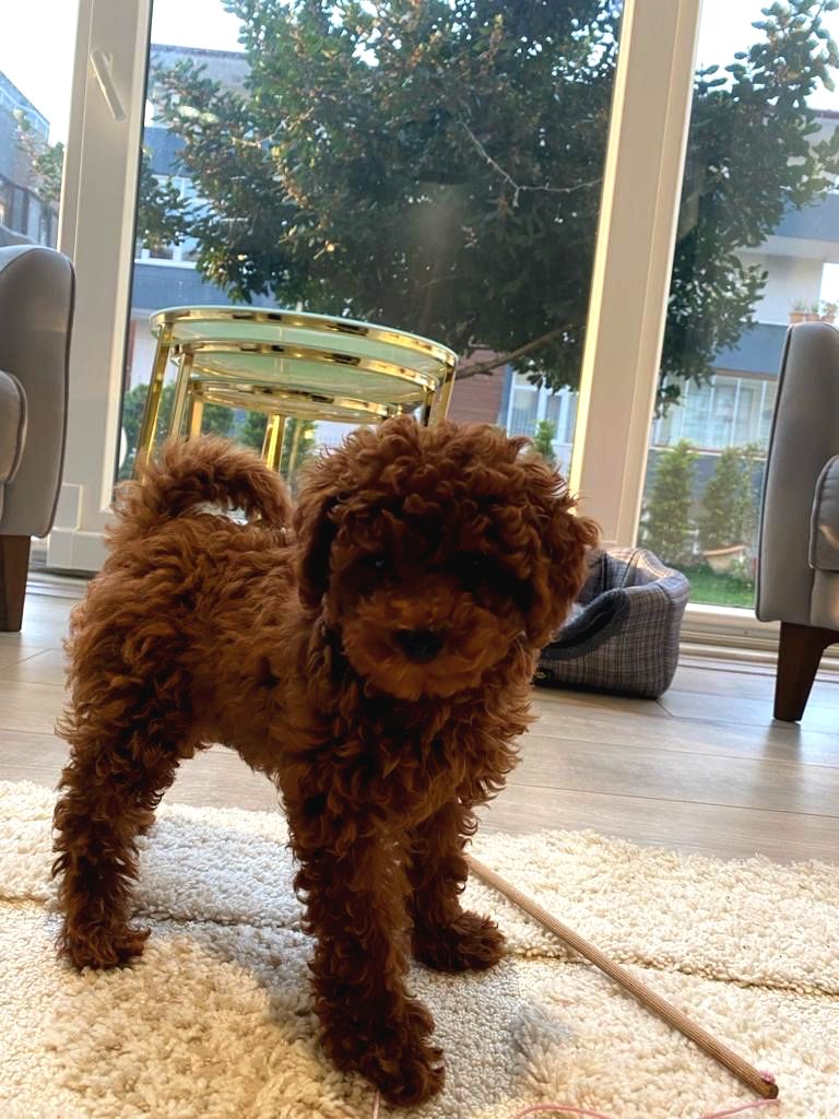 Red Brown Toy Poodle Yavrum Pet Eğitimlidir