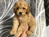 Uygun Puan Toy Poodle Yavrum