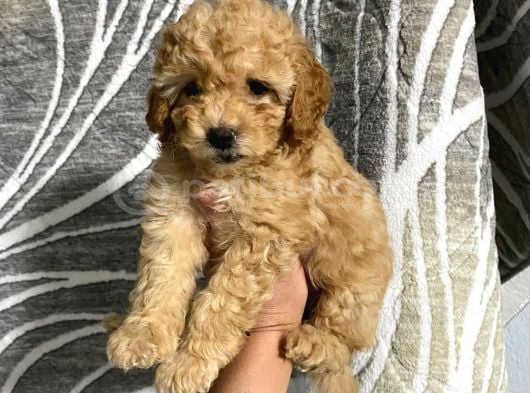 Uygun Puan Toy Poodle Yavrum görsel