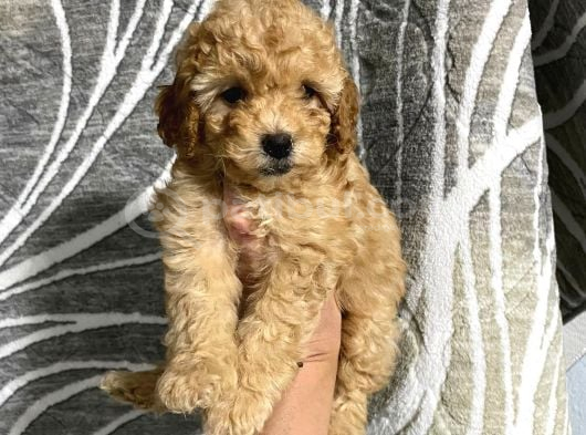 Uygun Puan Toy Poodle Yavrum görsel