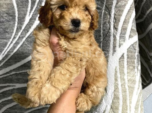 Uygun Puan Toy Poodle Yavrum görsel