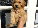 Uygun Puan Toy Poodle Yavrum