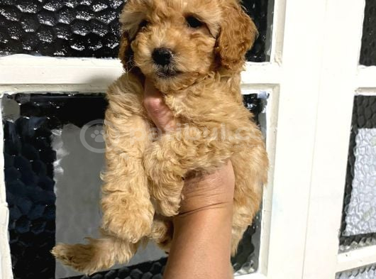 Uygun Puan Toy Poodle Yavrum görsel