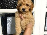 Uygun puan toy poodle yavrum