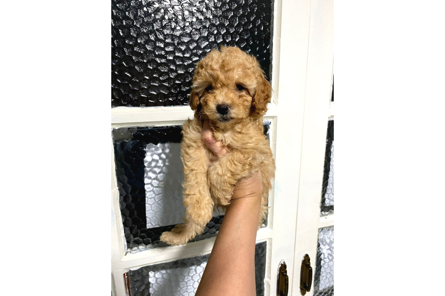 Uygun Puan Toy Poodle Yavrum