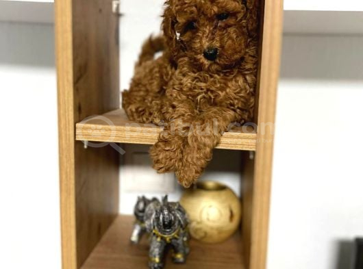 Kıvır Kıvır Orjinal Poodle Minişlerim