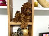 Kıvır Kıvır Orjinal Poodle Minişlerim