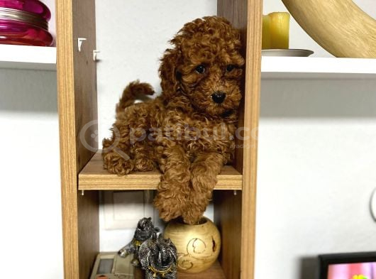 Kıvır Kıvır Orjinal Poodle Minişlerim görsel