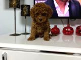 Kıvır Kıvır Orjinal Poodle Minişlerim
