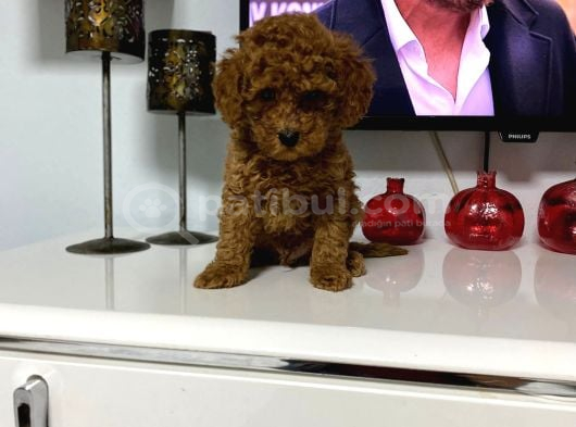 Kıvır Kıvır Orjinal Poodle Minişlerim görsel