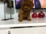 Kıvır Kıvır Orjinal Poodle Minişlerim