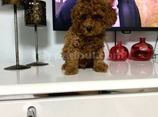 Kıvır Kıvır Orjinal Poodle Minişlerim görsel