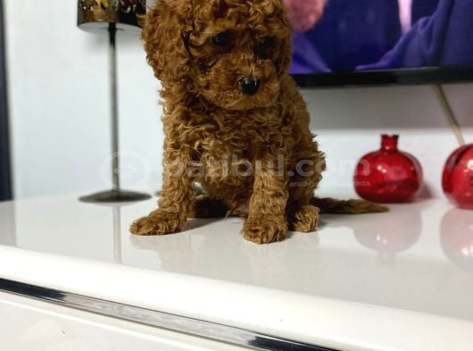 Kıvır Kıvır Orjinal Poodle Minişlerim görsel