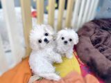 Maltese Terri̇er Ci̇nsi̇ Yavrular