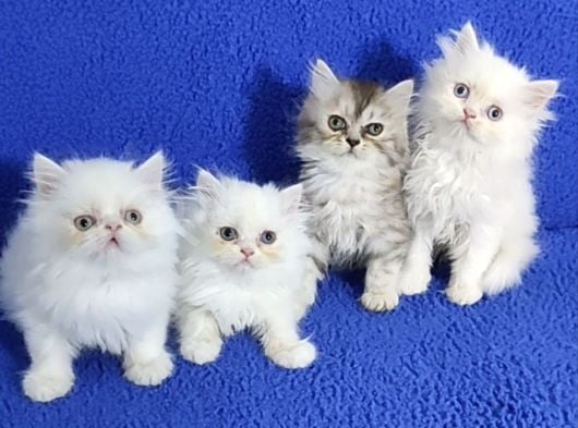 Cihinchilla bebeklerimiz yeni sahiplerini arıyor buyrun