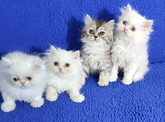Cihinchilla Bebeklerimiz Yeni Sahiplerini Arıyor Buyrun görsel