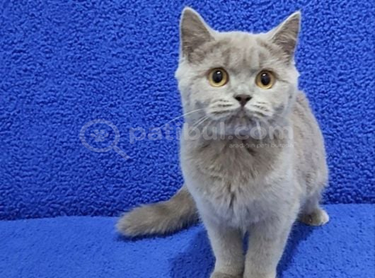Li̇lak Bri̇ti̇sh Şorthai̇r Yavrumuz Tesli̇me Hazirdir görsel