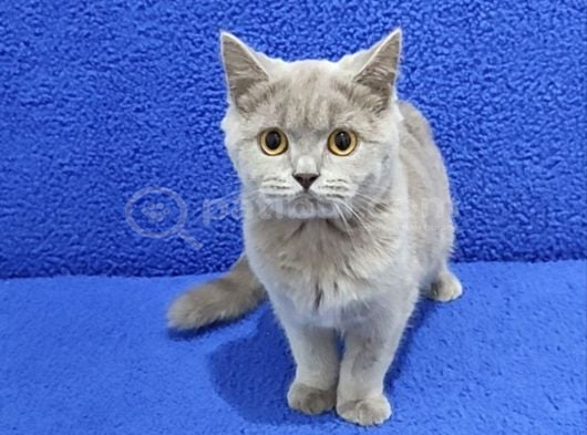 Li̇lak Bri̇ti̇sh Şorthai̇r Yavrumuz Tesli̇me Hazirdir görsel