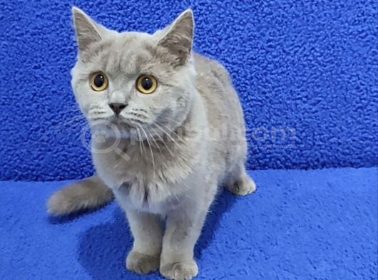 Li̇lak Bri̇ti̇sh Şorthai̇r Yavrumuz Tesli̇me Hazirdir görsel