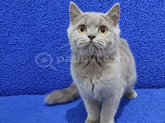 Li̇lak Bri̇ti̇sh Şorthai̇r Yavrumuz Tesli̇me Hazirdir
