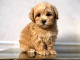 Malti̇poo Ci̇nsi̇ Yavrular Ev Üreti̇mi̇