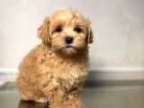 MALTİPOO CİNSİ YAVRULAR EV ÜRETİMİ