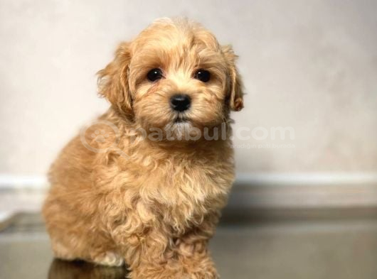 Malti̇poo Ci̇nsi̇ Yavrular Ev Üreti̇mi̇