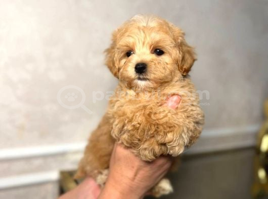 Malti̇poo Ci̇nsi̇ Yavrular Ev Üreti̇mi̇ görsel