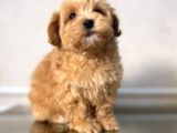 Malti̇poo Ci̇nsi̇ Yavrular Ev Üreti̇mi̇