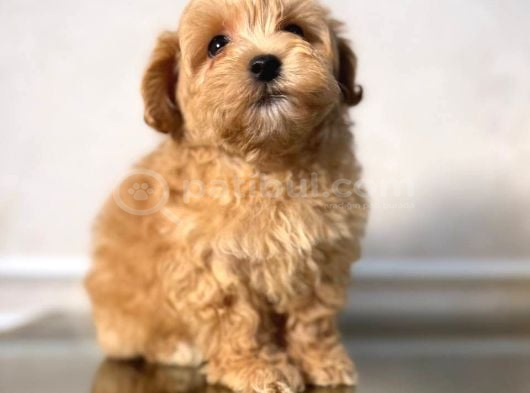 Malti̇poo Ci̇nsi̇ Yavrular Ev Üreti̇mi̇ görsel