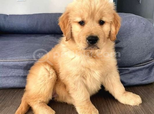 Golden Retri̇ever Yavrular görsel