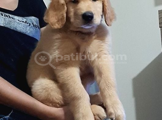 Golden Retri̇ever Küt Burunlu Yavrular görsel