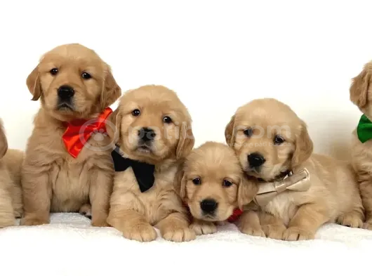 Golden Retri̇ever Yavrular görsel
