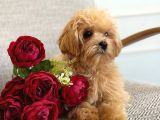 Malti̇poo Ci̇nsi̇ Yavrular Ev Üreti̇mi̇
