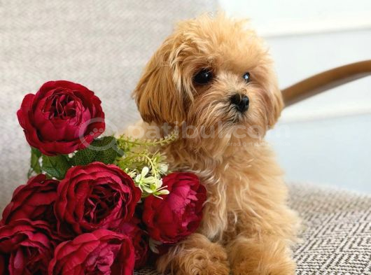 Malti̇poo Ci̇nsi̇ Yavrular Ev Üreti̇mi̇ görsel
