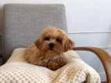 MALTİPOO CİNSİ YAVRULAR EV ÜRETİMİ