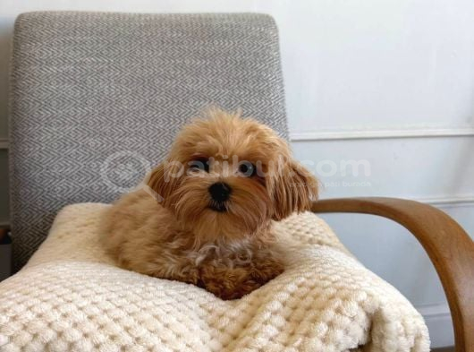 Malti̇poo Ci̇nsi̇ Yavrular Ev Üreti̇mi̇